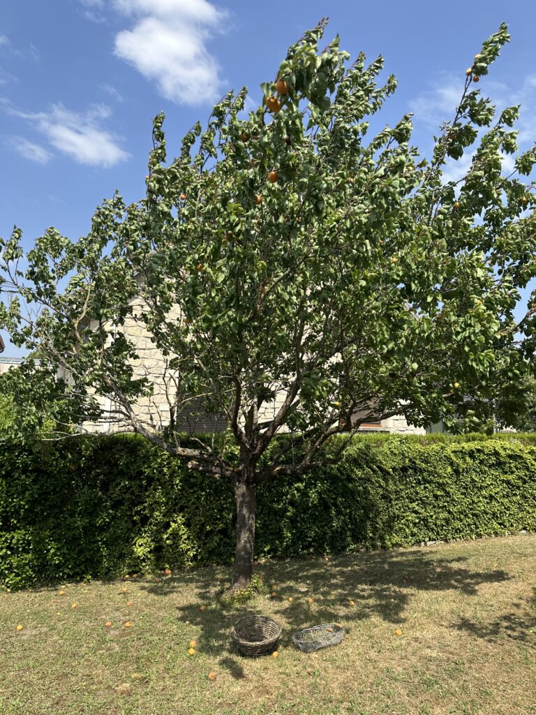 Apricot Tree